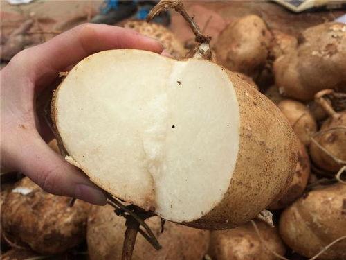 小孩子吃土瓜视频播放,小萌娃品尝土瓜萌态百出