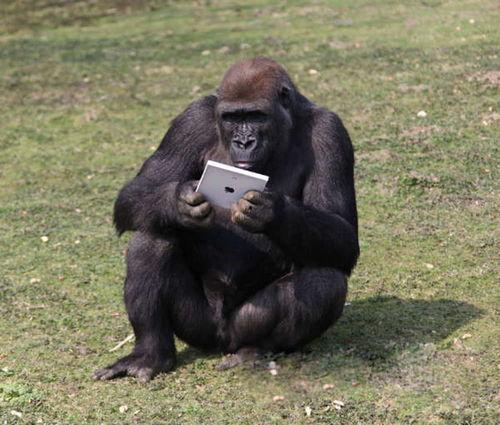 吃蜜瓜变大猩猩视频,一瓜变大猩猩的神奇视频揭秘