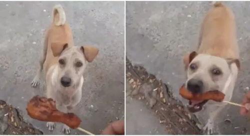 小狗吃土瓜好吗视频讲解,营养与安全的深度解析