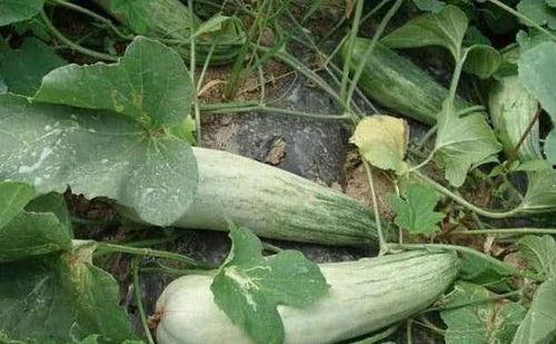 吃冰酥瓜视频大全,冰酥瓜视频大全，清凉一夏尽享美味