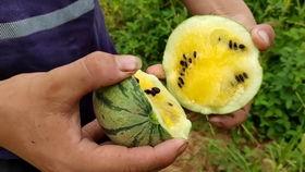 小屁大王吃瓜最新视频在哪看