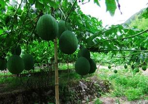 野生的吊瓜可以吃吗视频,揭秘其可食用之谜