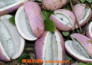 八月瓜该怎么吃视频,视频教你轻松享美食