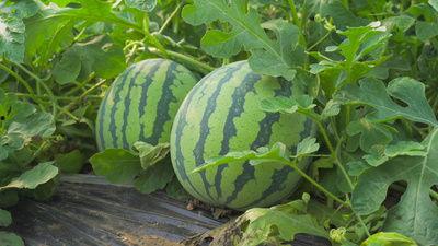 孔老四吃瓜视频,揭秘娱乐圈幕后真相