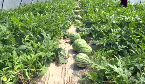 广河最新吃瓜事件视频