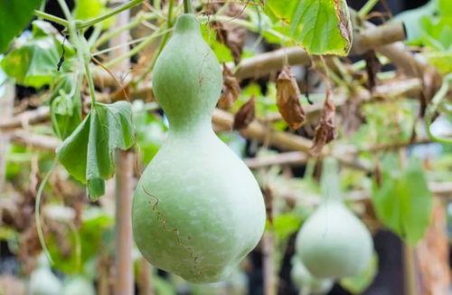 吃葫芦瓜要挖籽吗图片视频,挖籽技巧与食用方法揭秘