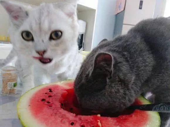 北方猫吃瓜视频,揭秘网络热点的猫视角